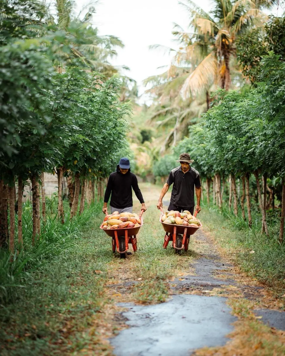 Mason Chocolates Cacao Plantation established in 2025